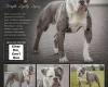 English Bulldog