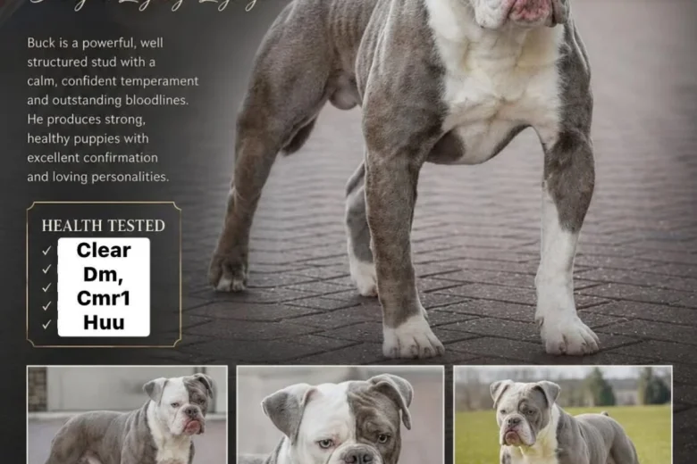 English Bulldog