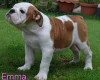 English Bulldog