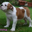English Bulldog