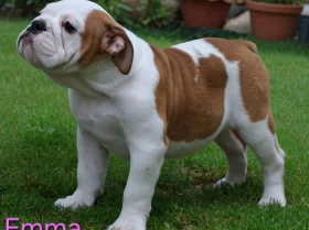English Bulldog