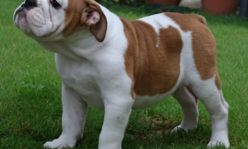 English Bulldog