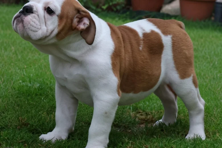 English Bulldog