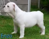 English Bulldog