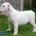 English Bulldog