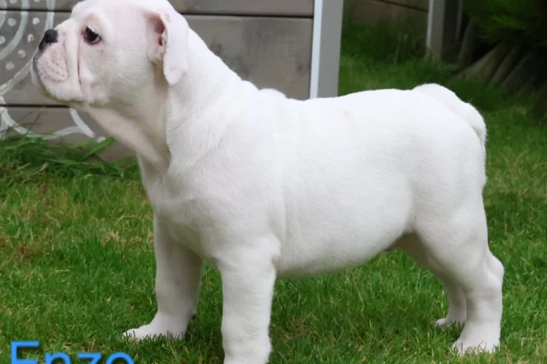 English Bulldog