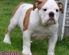 English Bulldog