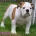 English Bulldog