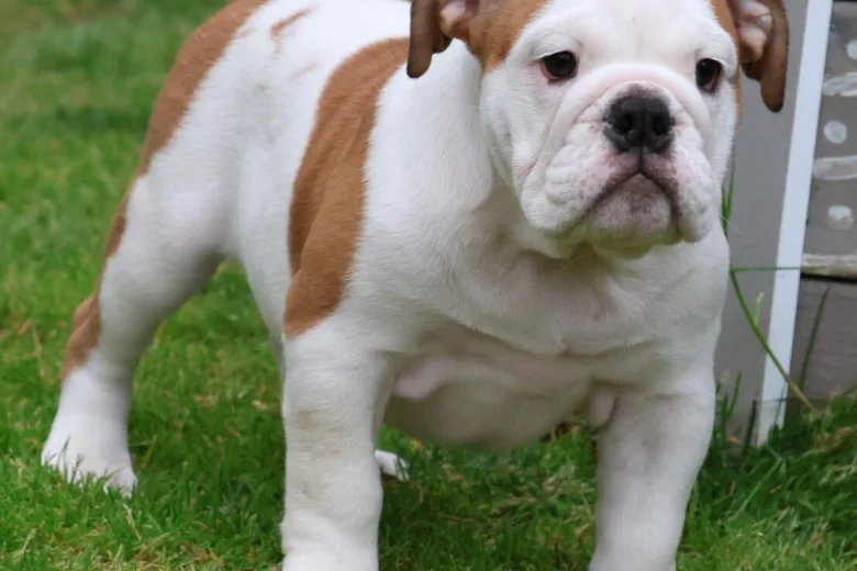 English Bulldog