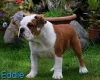 English Bulldog
