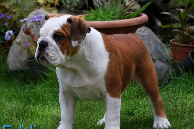 English Bulldog