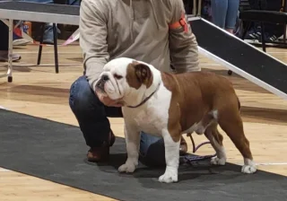 Stud