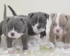 English Bulldog