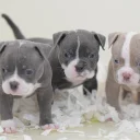 English Bulldog