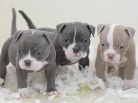 English Bulldog