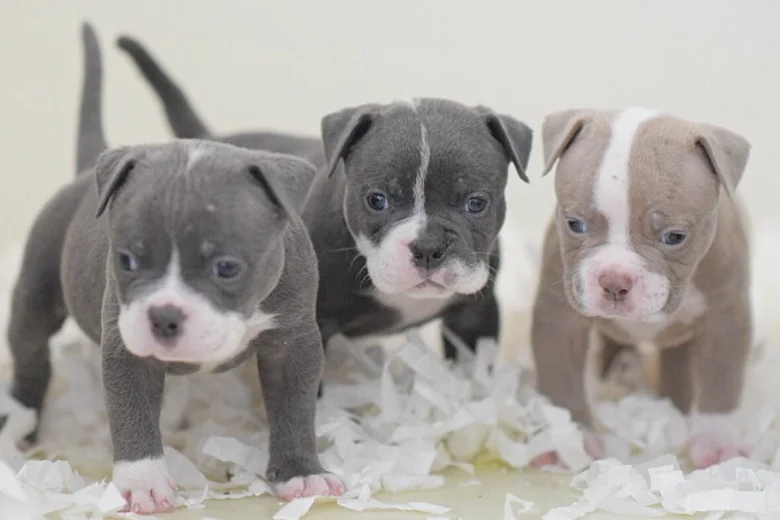 English Bulldog