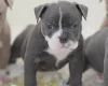 English Bulldog