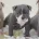 English Bulldog