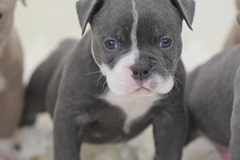 English Bulldog