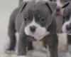 English Bulldog