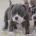 English Bulldog