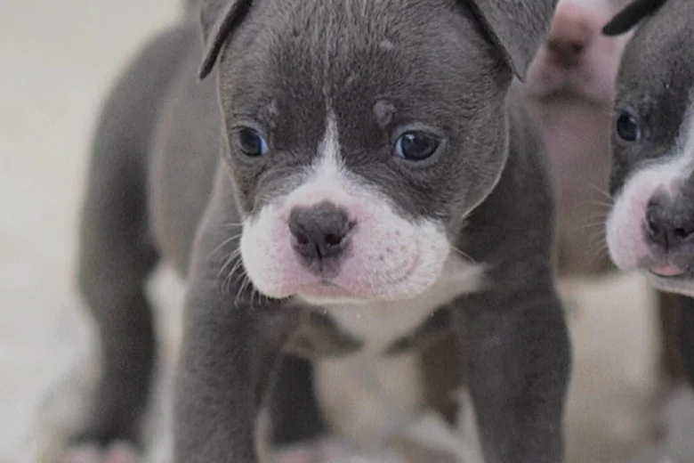 English Bulldog