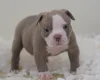 English Bulldog