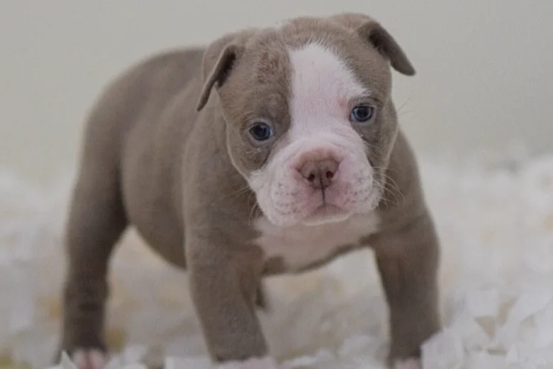English Bulldog