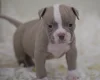 English Bulldog
