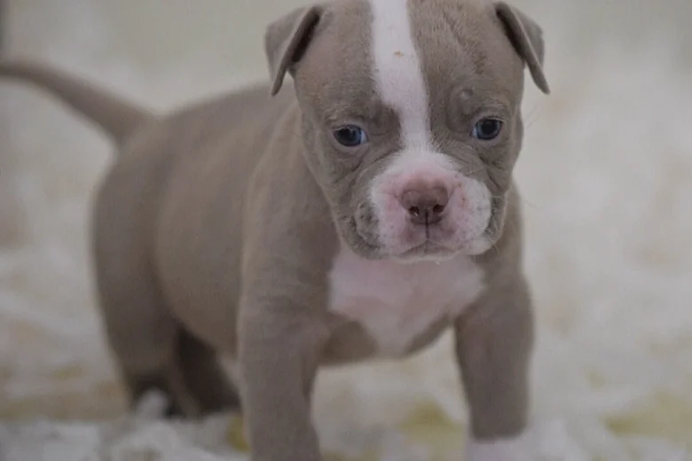 English Bulldog