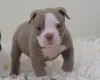 English Bulldog