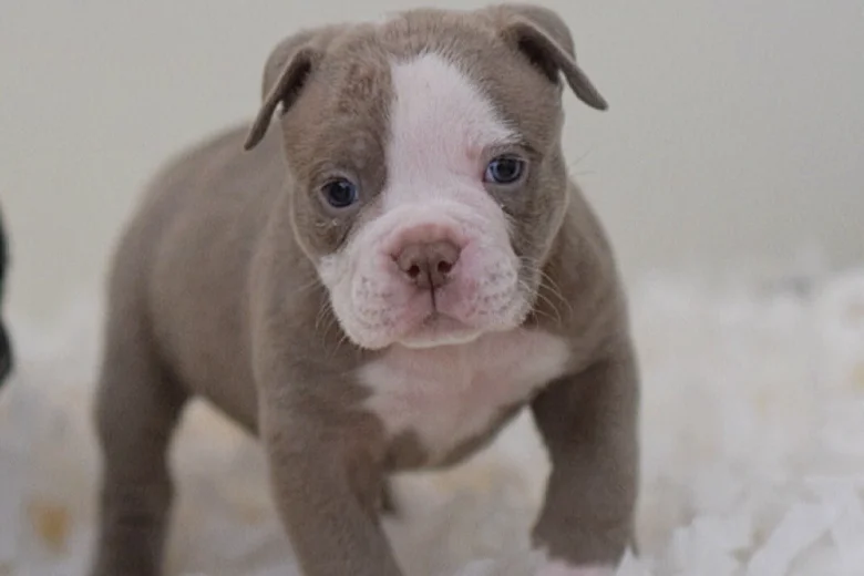 English Bulldog