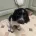 English Springer Spaniel
