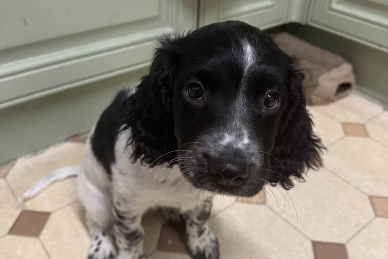English Springer Spaniel