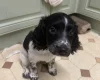 English Springer Spaniel