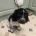 English Springer Spaniel