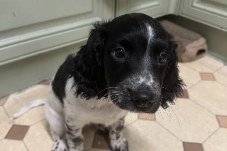 English Springer Spaniel