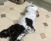 English Springer Spaniel