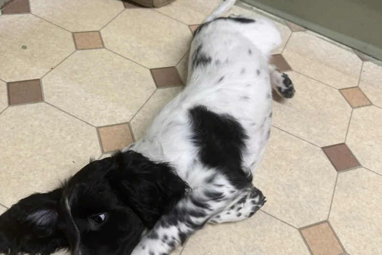 English Springer Spaniel