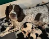 English Springer Spaniel