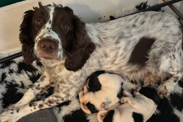 English Springer Spaniel