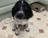 English Springer Spaniel