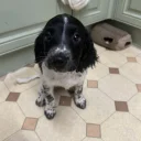 English Springer Spaniel