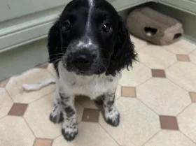 English Springer Spaniel