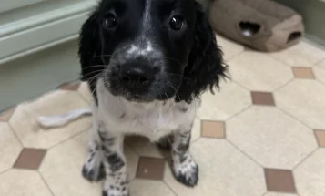 English Springer Spaniel