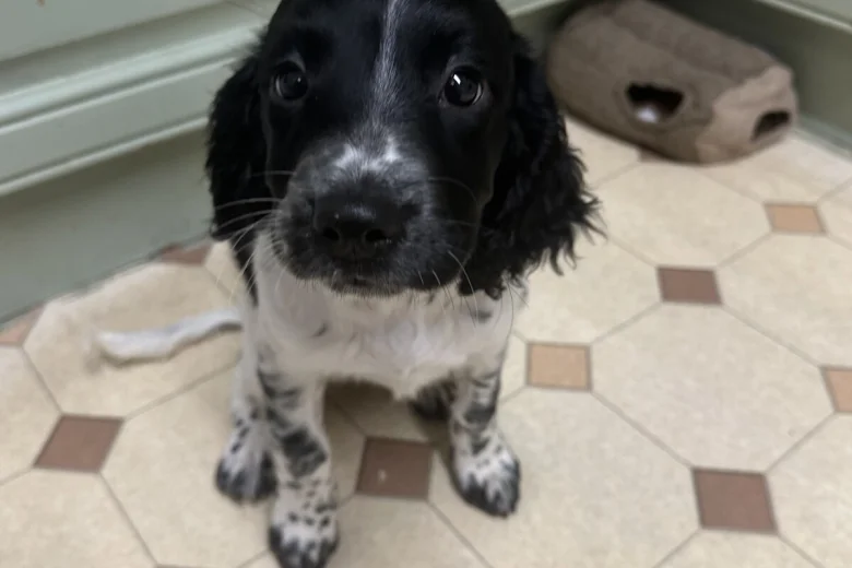 English Springer Spaniel