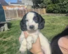 English Springer Spaniel