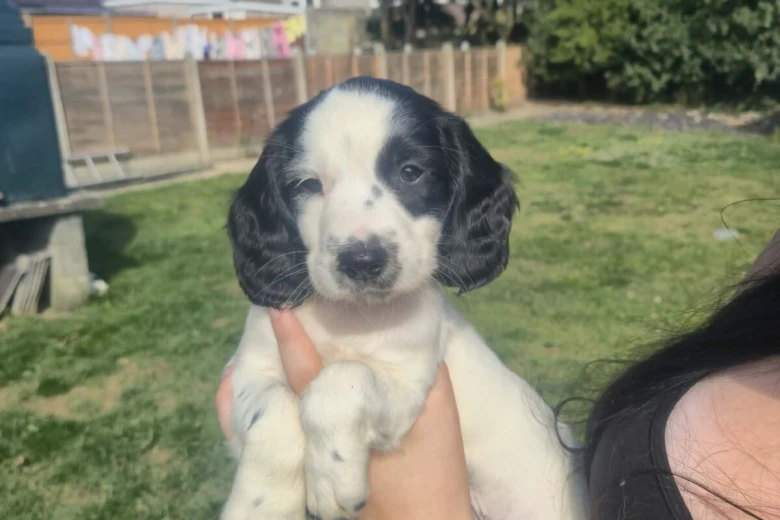 English Springer Spaniel