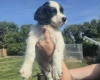 English Springer Spaniel