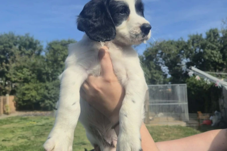 English Springer Spaniel